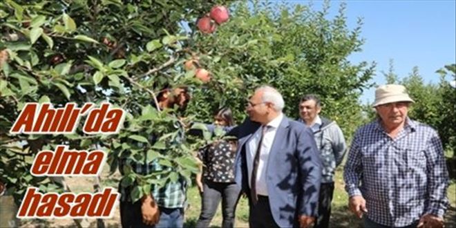 Ahılı´da elma hasadı 