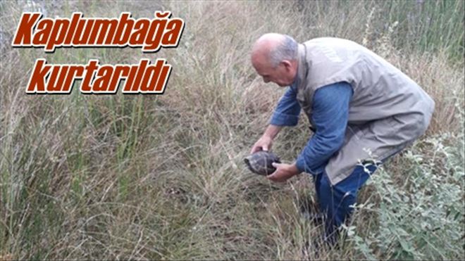 Kaplumbağa kurtarıldı