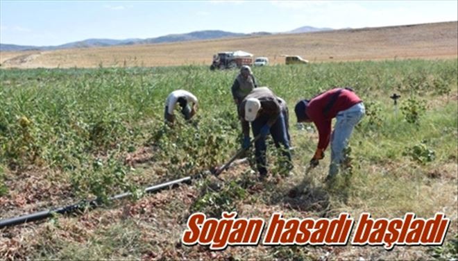 Soğan hasadı başladı