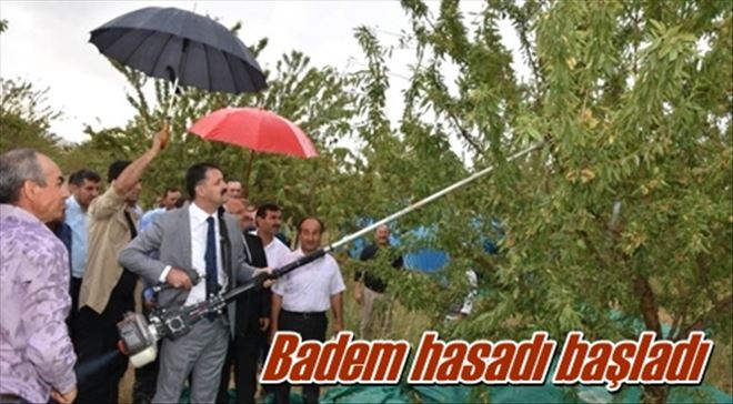 Badem hasadı başladı