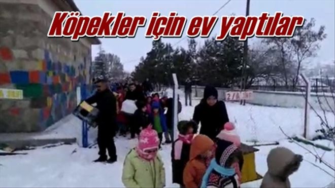 Köpekler için ev yaptılar