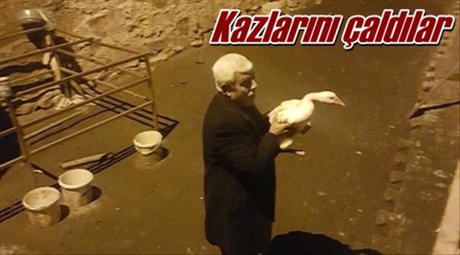 Kazlarını çaldılar