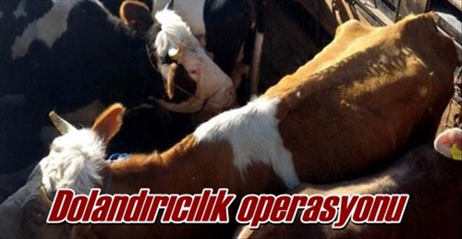 Dolandırıcılık operasyonu