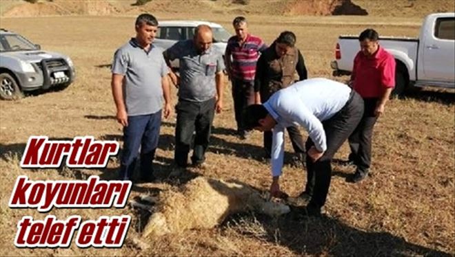 Kurtlar koyunları telef etti