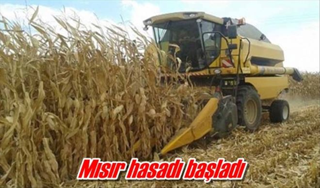 Mısır hasadı başladı