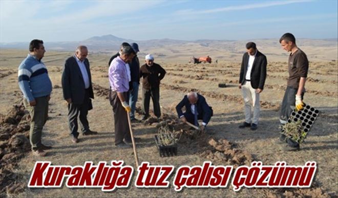 Kuraklığa tuz çalısı çözümü 