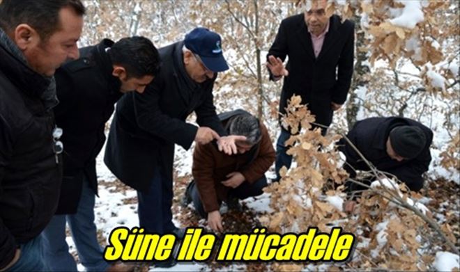 Süne ile mücadele
