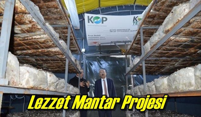 Lezzet Mantar Projesi
