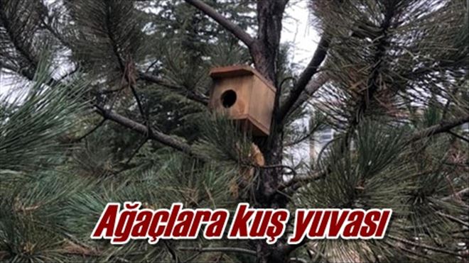 Ağaçlara kuş yuvası