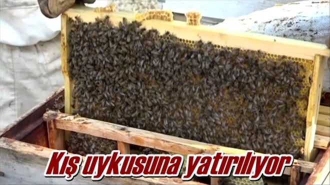 Kış uykusuna yatırılıyor