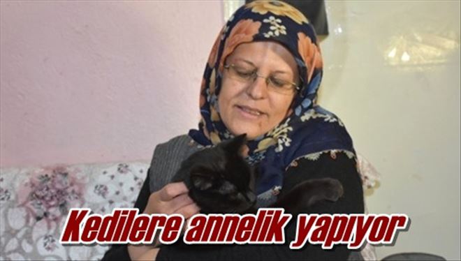 80 kedinin annesi