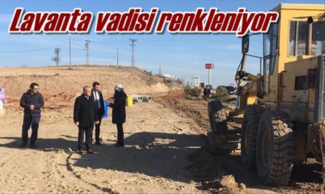 Lavanta vadisi renkleniyor 