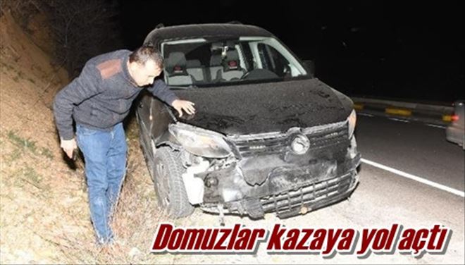 Domuzlar kazaya yol açtı