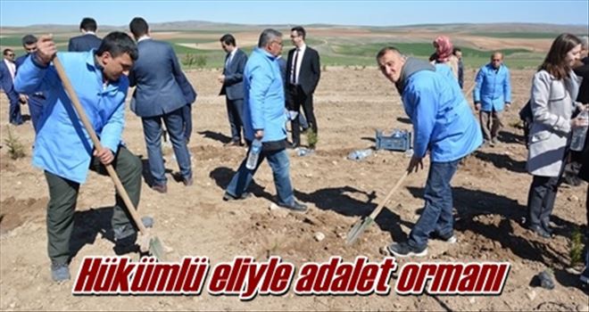 Hükümlü eliyle adalet ormanı