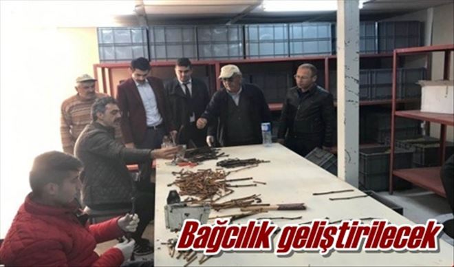 Bağcılık geliştirilecek