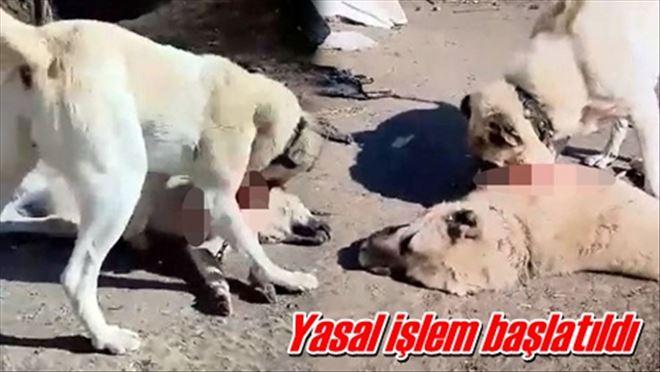 Yasal işlem başlatıldı