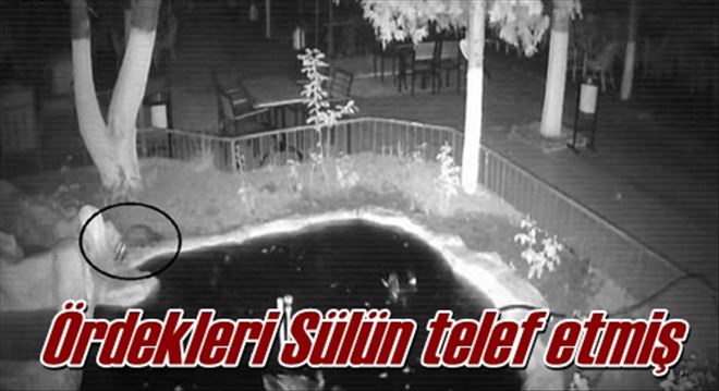 Ördekleri Sülün telef etmiş