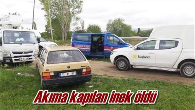 Akıma kapılan inek öldü