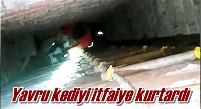 Yavru kediyi itfaiye kurtardı