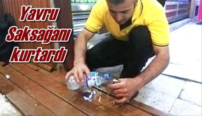 Yavru Saksağanı kurtardı