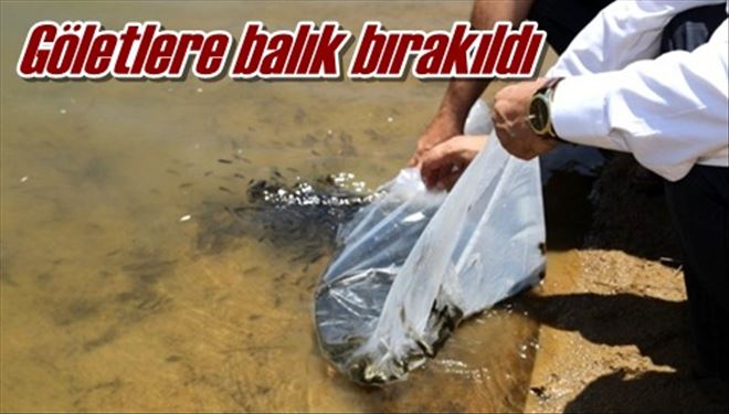 Göletlere balık bırakıldı