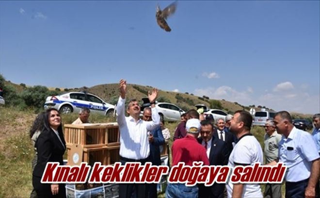 Kınalı keklikler doğaya salındı