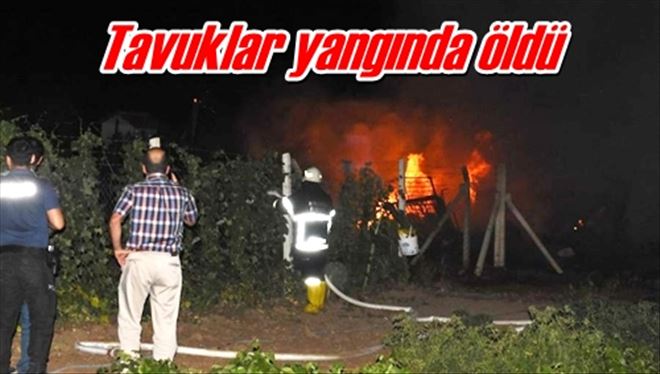 Tavuklar yangında öldü