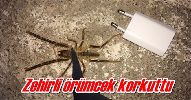 Zehirli örümcek korkuttu