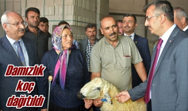 Damızlık koç dağıtıldı