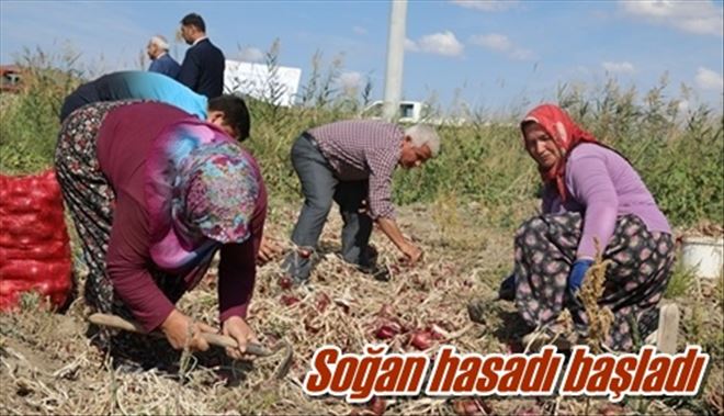 Soğan hasadı başladı