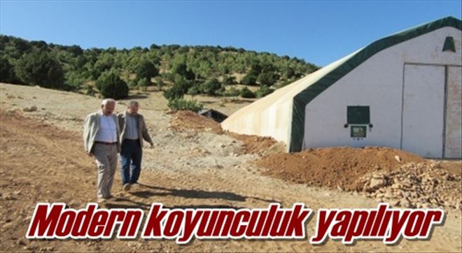 Modern koyunculuk yapılıyor