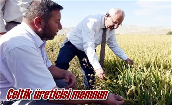 Çeltik üreticisi memnun