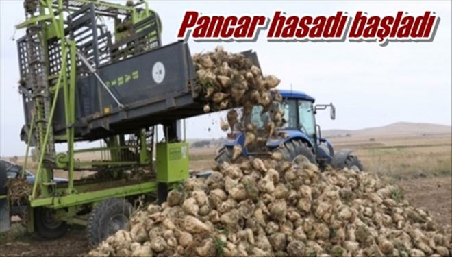 Pancar hasadı başladı