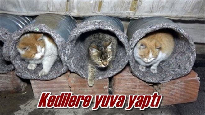 Kedilere yuva yaptı