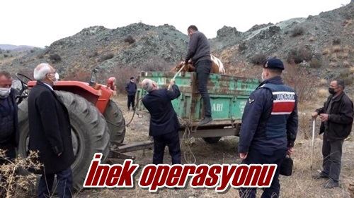 İnek operasyonu