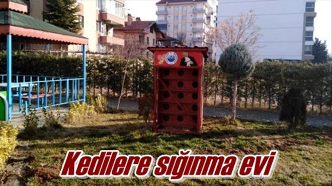 Kedilere sığınma evi