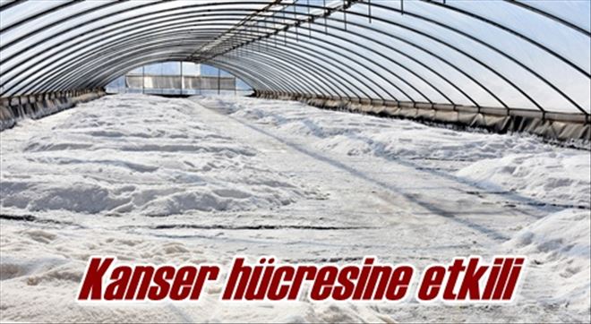 Kanser hücresine etkili