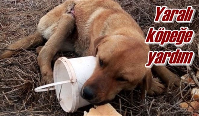 Yaralı köpeğe yardım