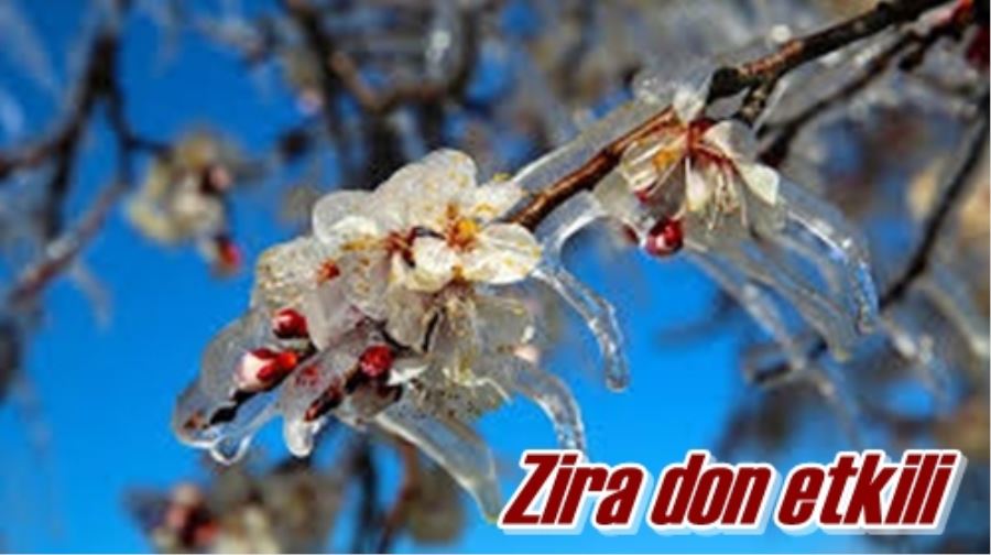 Zira don etkili