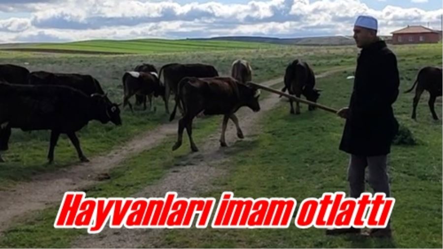 Hayvanları imam otlattı