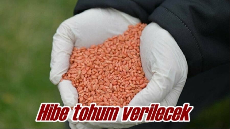 Hibe tohum verilecek