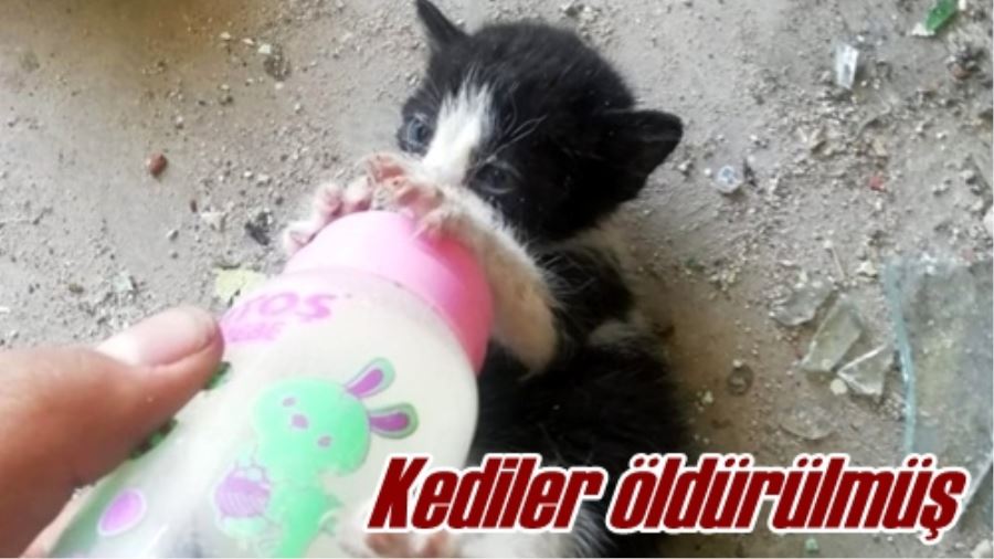 Kediler öldürülmüş