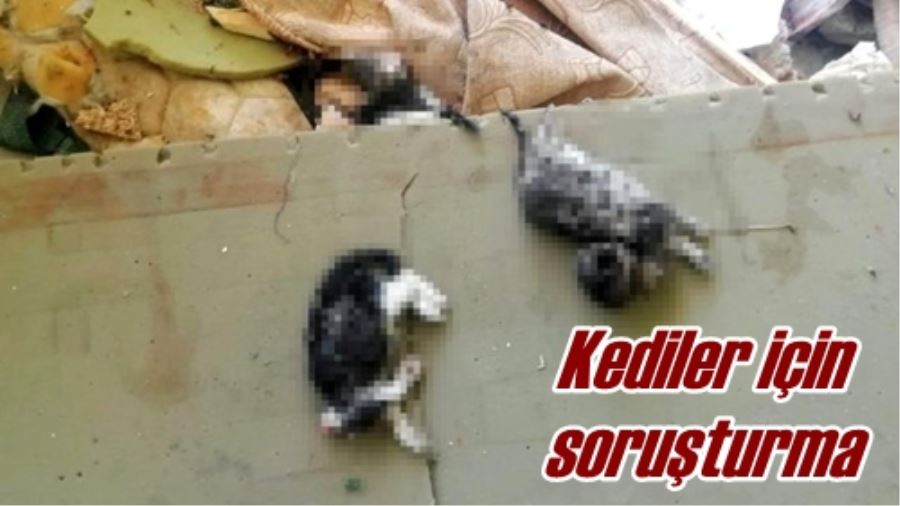 Kediler için soruşturma