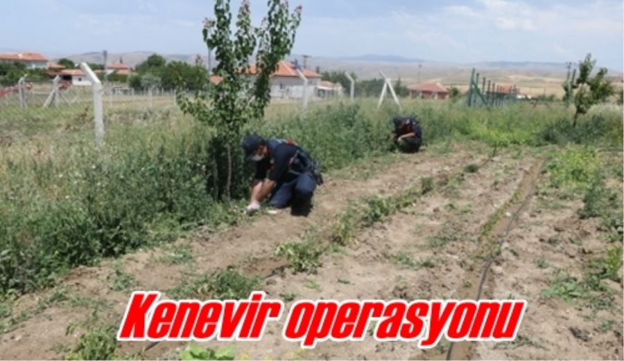 Kenevir operasyonu