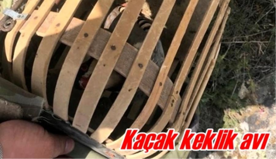 Kaçak keklik avı