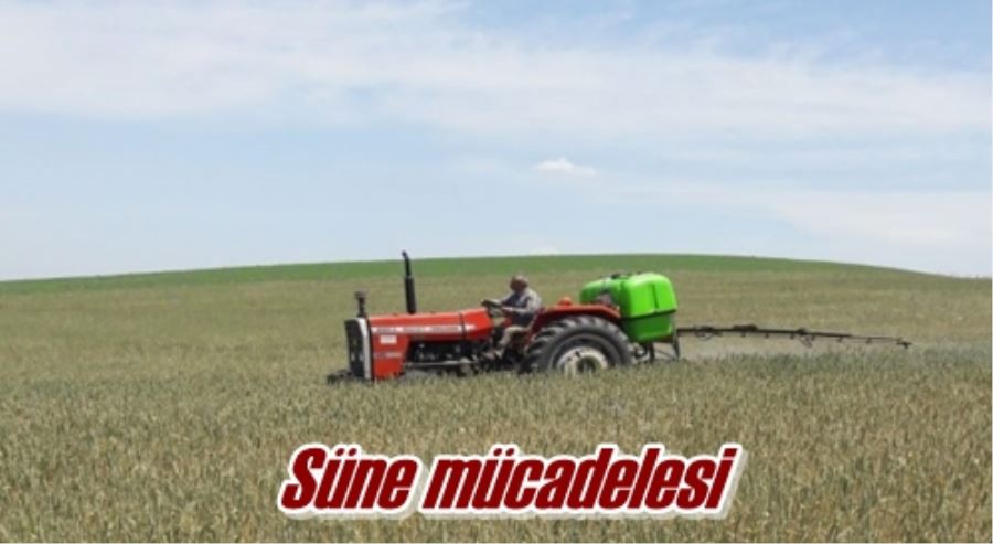 Süne mücadelesi