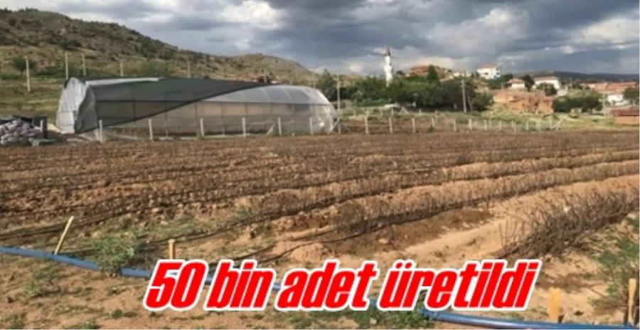 50 bin adet üretildi