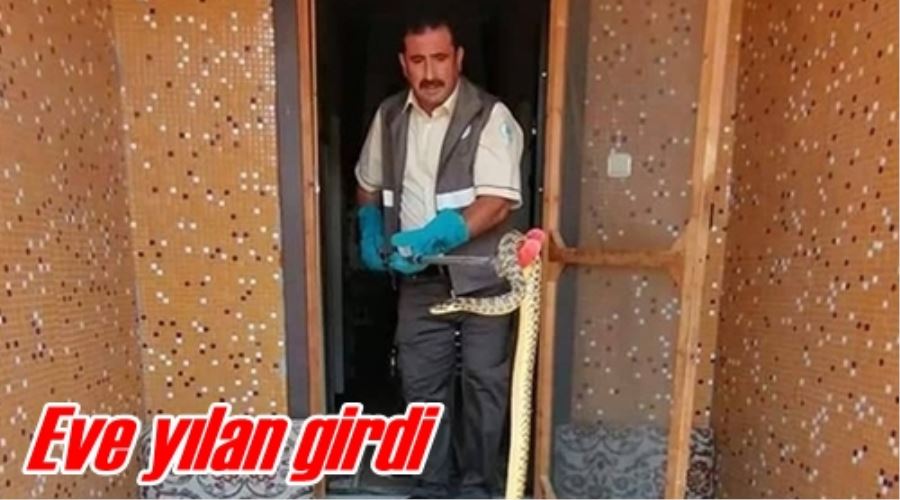 Eve yılan girdi