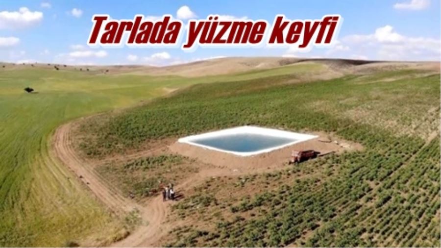 Tarlada yüzme keyfi