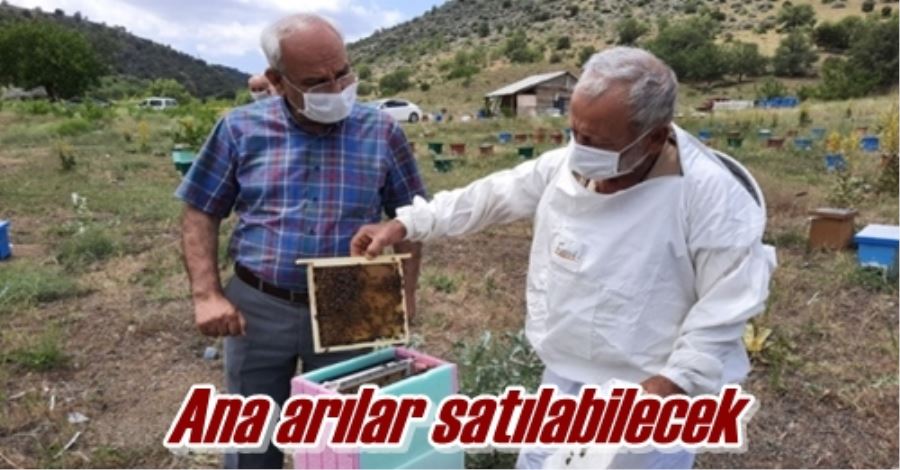 Ana arılar satılabilecek